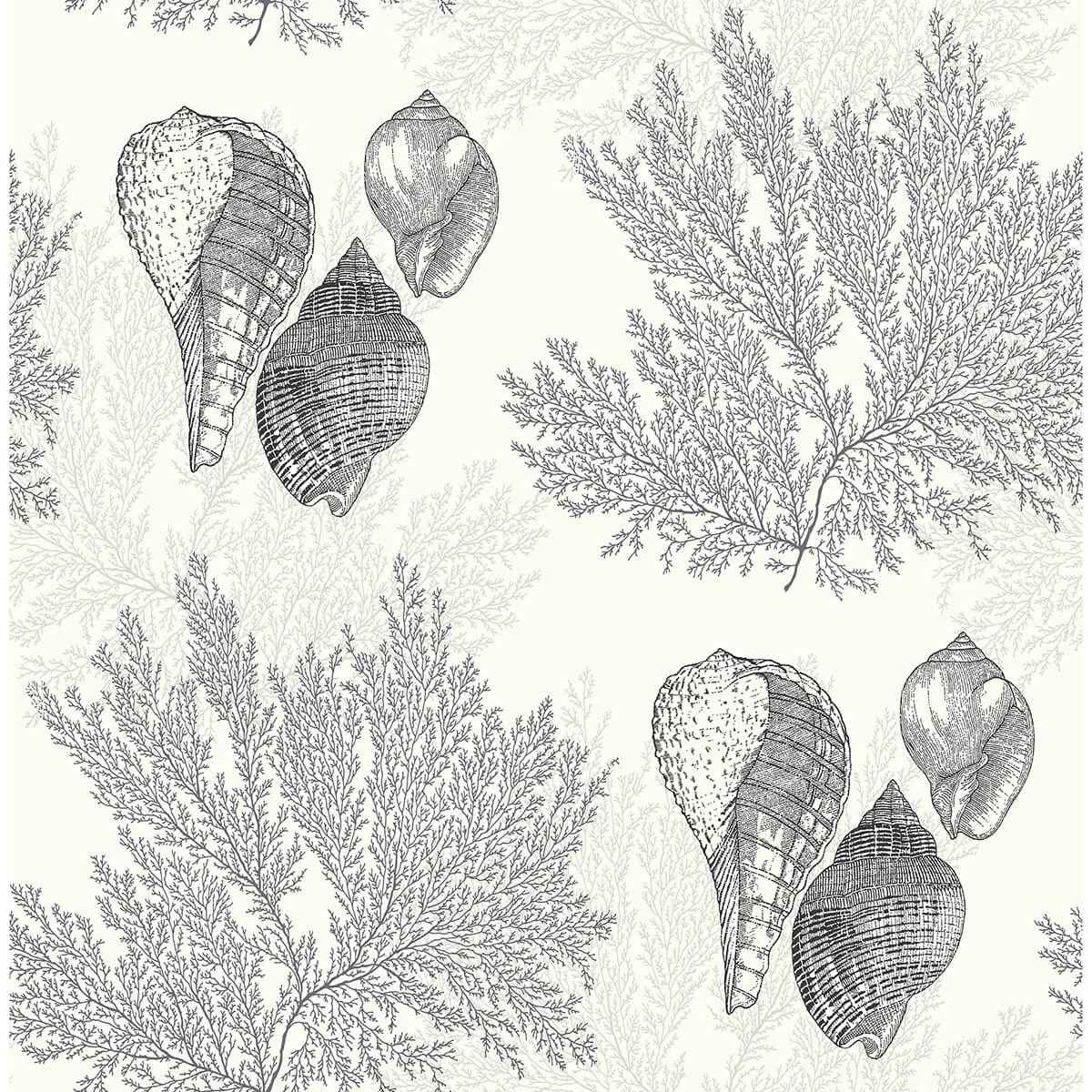 Nauset Black Seashell Shores Wallpaper - York Wallcoverings - 2927-81200 - York Wallcoverings Wallpaper