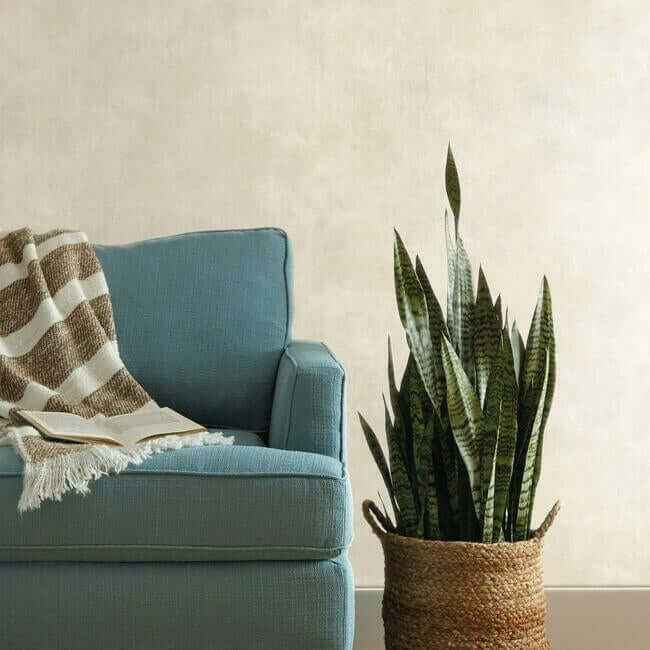 Plaster Finish Cloud Cream Wallpaper - York Wallcoverings - ME1546 - York Wallcoverings Wallpaper