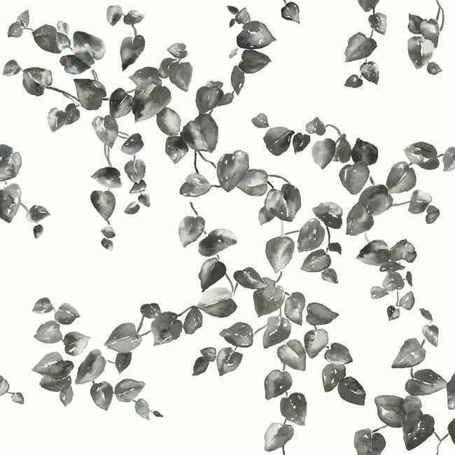 Creeping Fig Vine Black & White Wallpaper - York Wallcoverings - FH4038 - York Wallcoverings Wallpaper