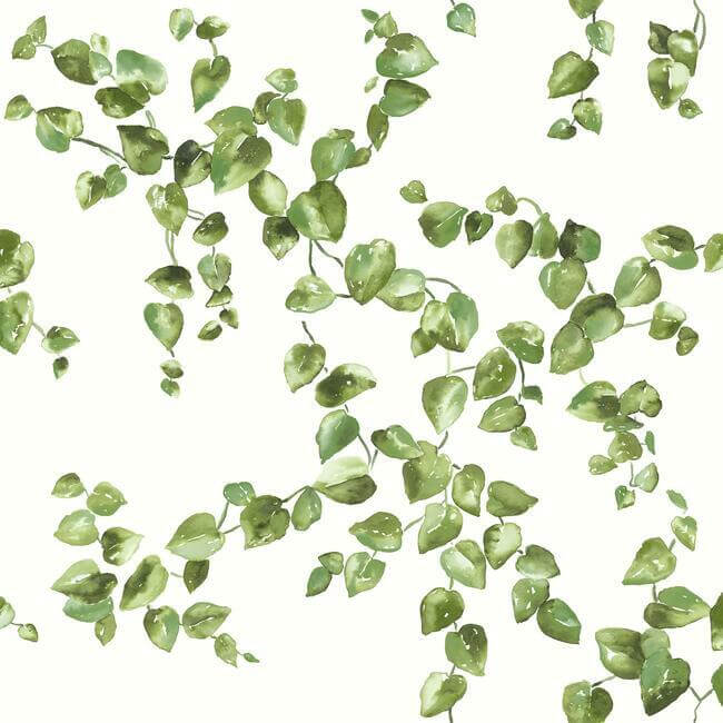 creeping-fig-vine-green-wallpaper-york-wallcoverings-fh4036 - York Wallcoverings Wallpaper