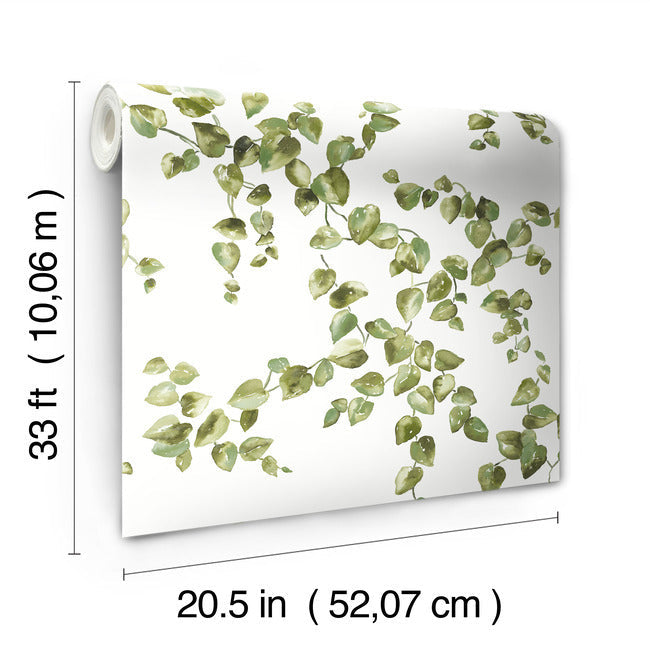 creeping-fig-vine-wallpaper-green-york-wallcoverings-fh4036