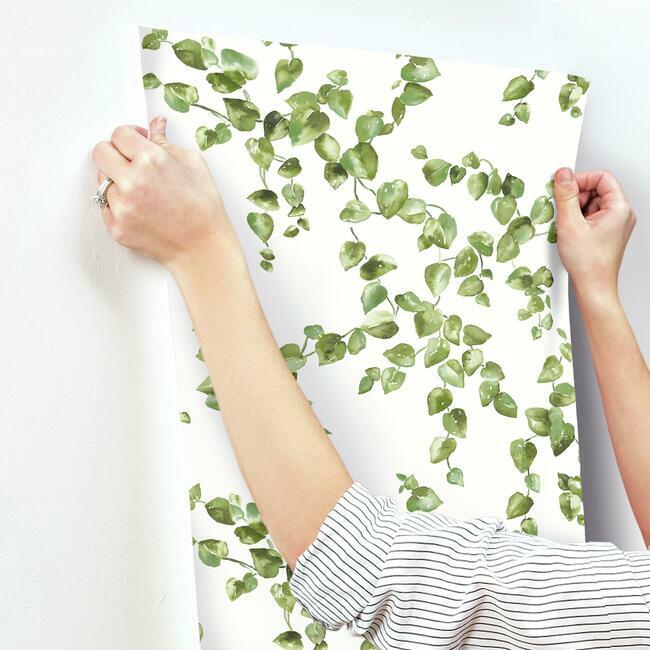 creeping-fig-vine-wallpaper-green-york-wallcoverings-fh4036