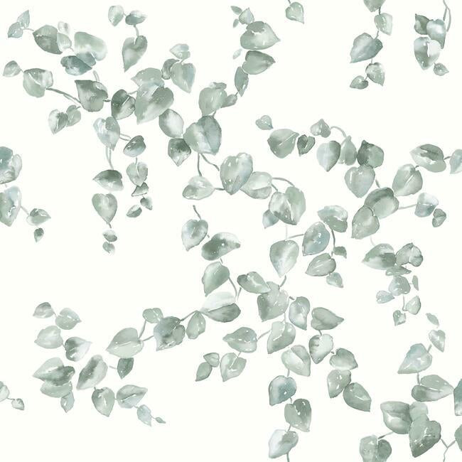 creeping-fig-vine-wallpaper-sage-york-wallcoverings-fh4037