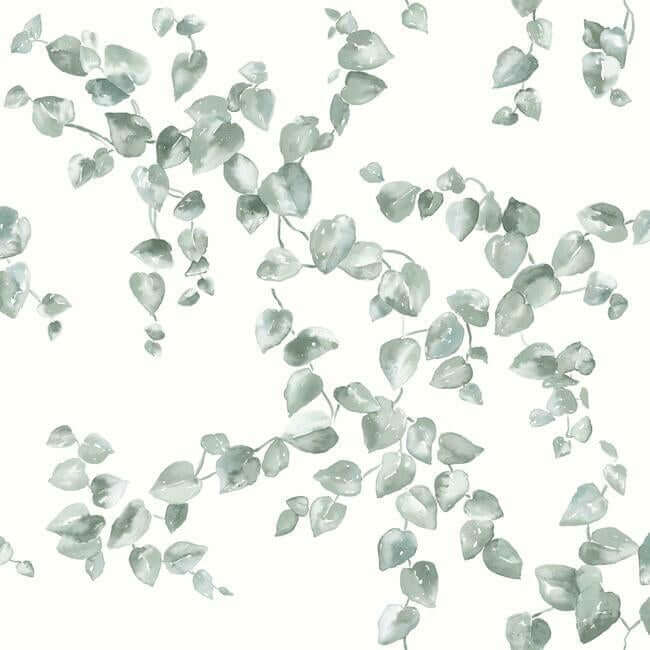 creeping-fig-vine-sage-wallpaper-york-wallcoverings-fh4037 - York Wallpaper Wallpaper