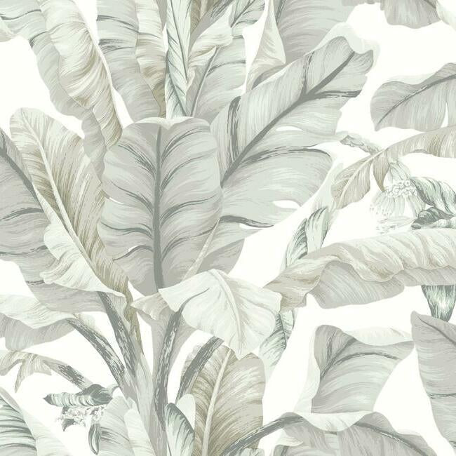 banana-leaf-wallpaper-light-neutral-york-wallcoverings-bw3972