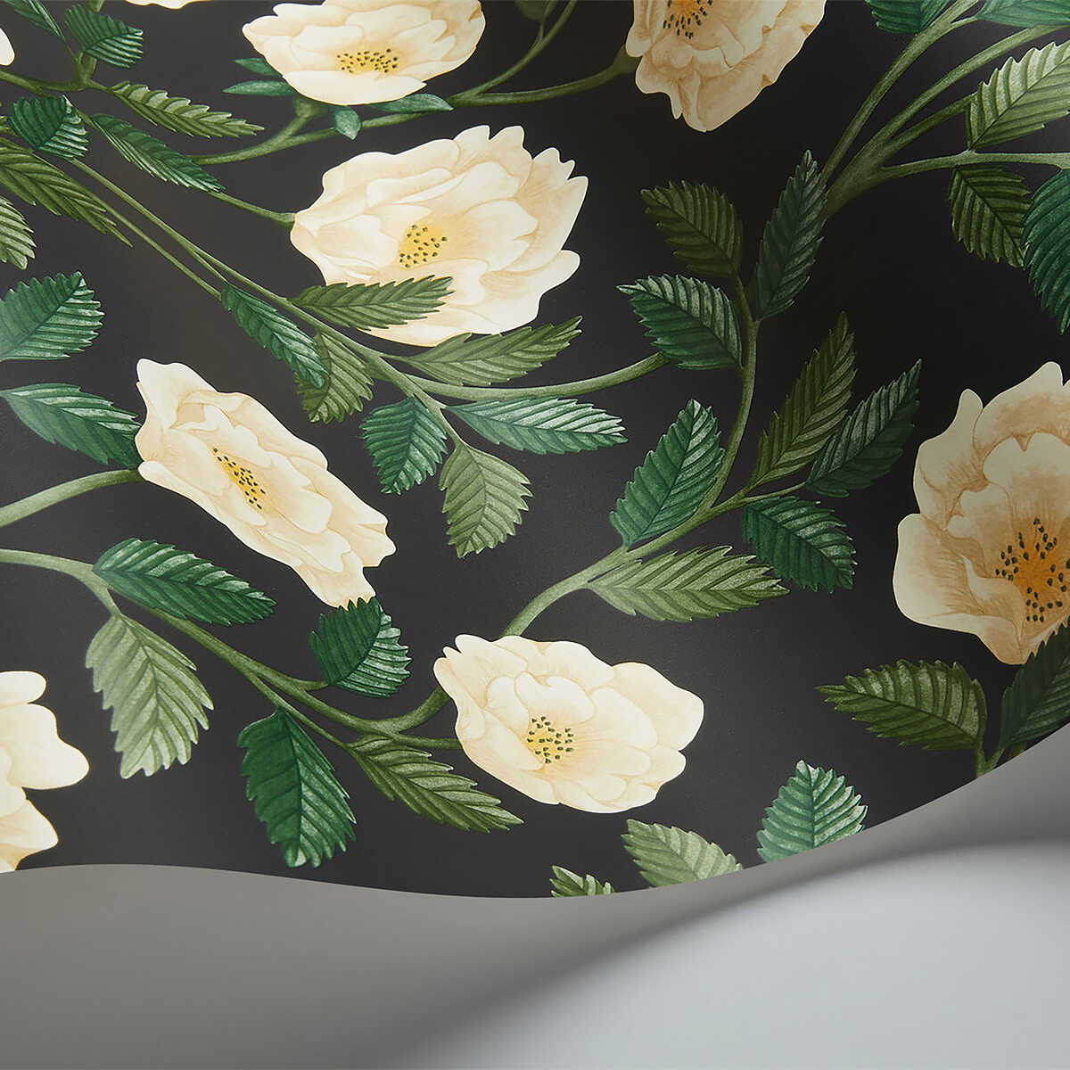 Hampton Roses - Crm&Fgrn/Ch - COLE & SON Wallpaper