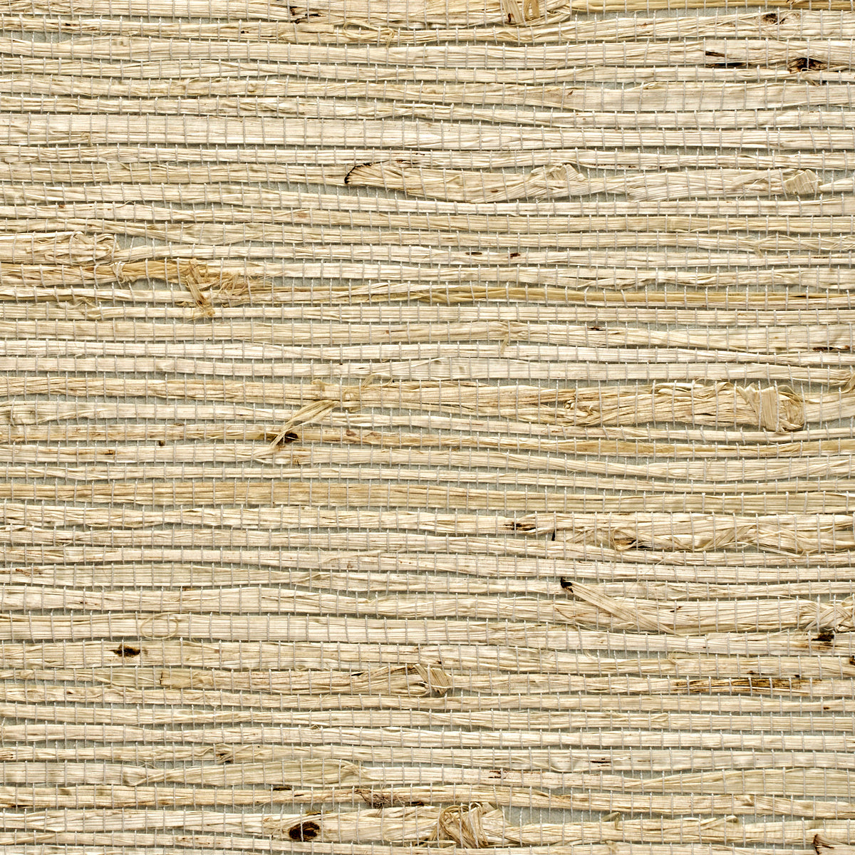 EXTRA-FINE-ARROWROOT-SKY-PHILLIP-JEFFRIES-3836