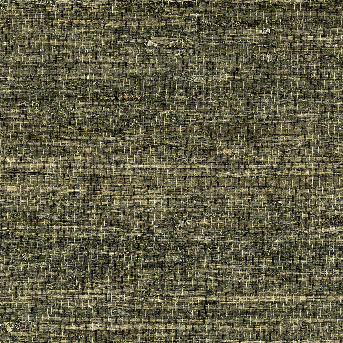 EXTRA-FINE-ARROWROOT-CYPRESS-PHILLIP-JEFFRIES-10805