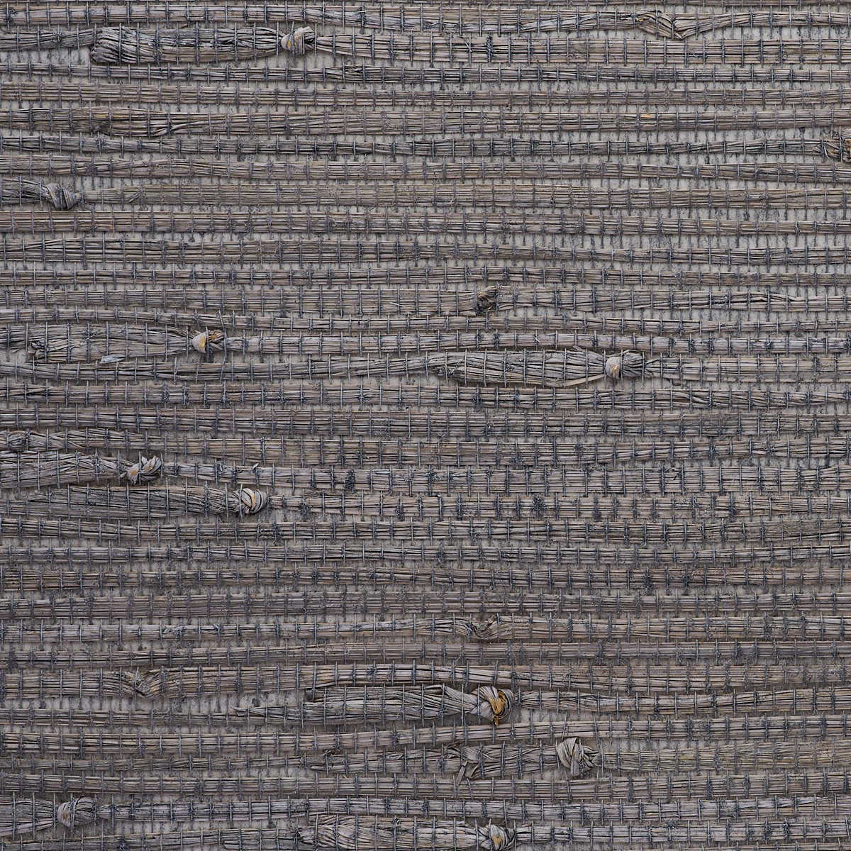 GALLANT-GRASSES-INTREPID-GREY-PHILLIP-JEFFRIES-9035