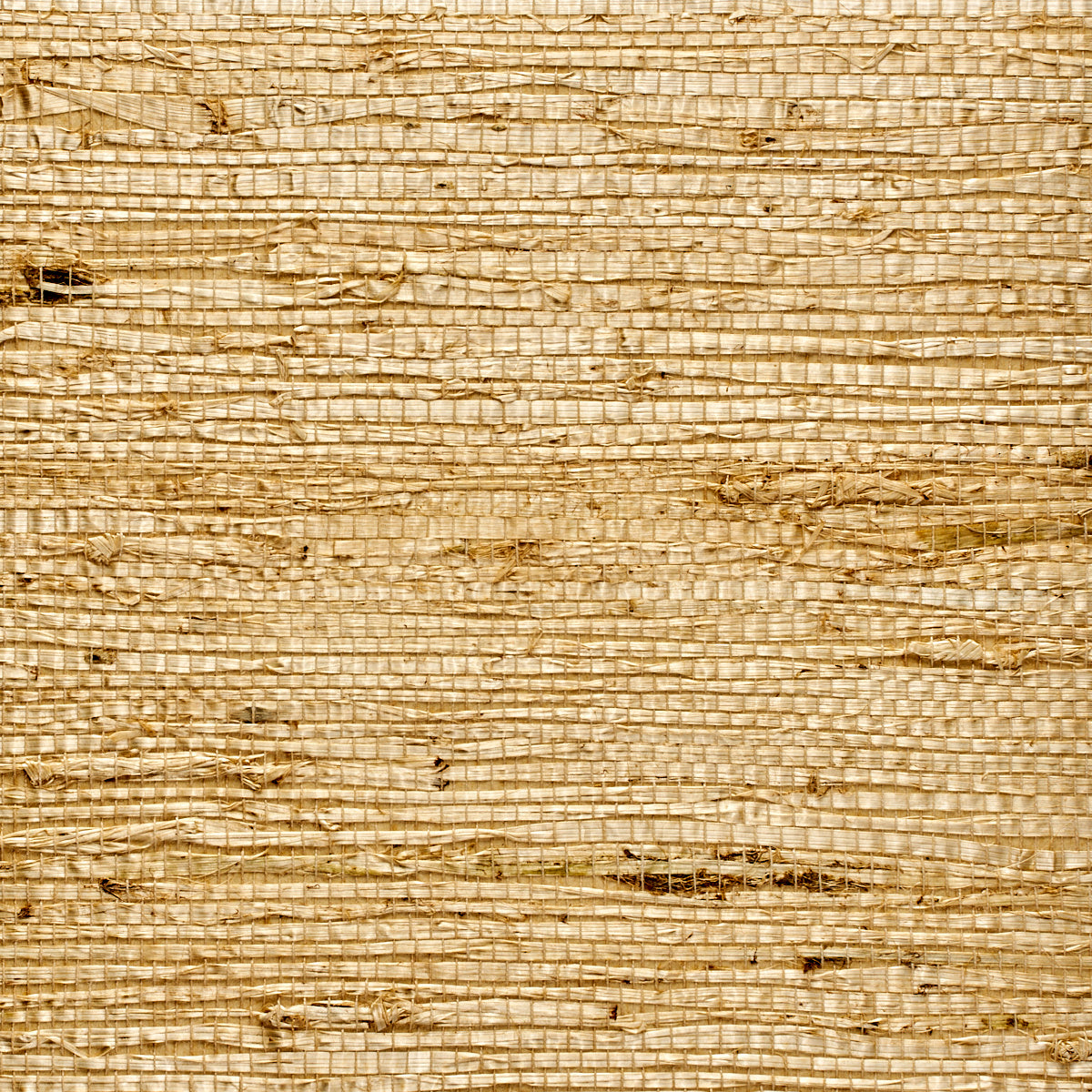 EXTRA-FINE-ARROWROOT-WHEAT-PHILLIP-JEFFRIES-073