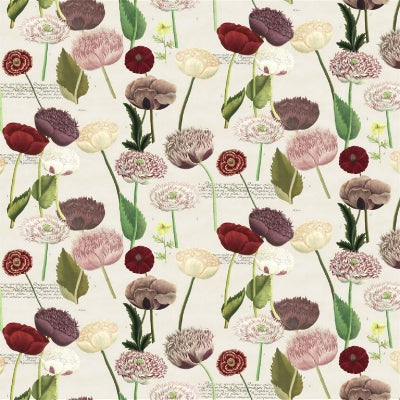 poppy-study-john-derian-fjd6054-01