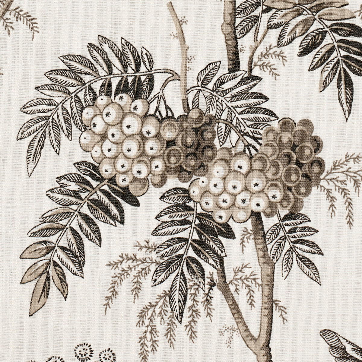 BRANTWOOD-VINE-GRAPHITE-SCHUMACHER-174115 - Schumacher Tela
