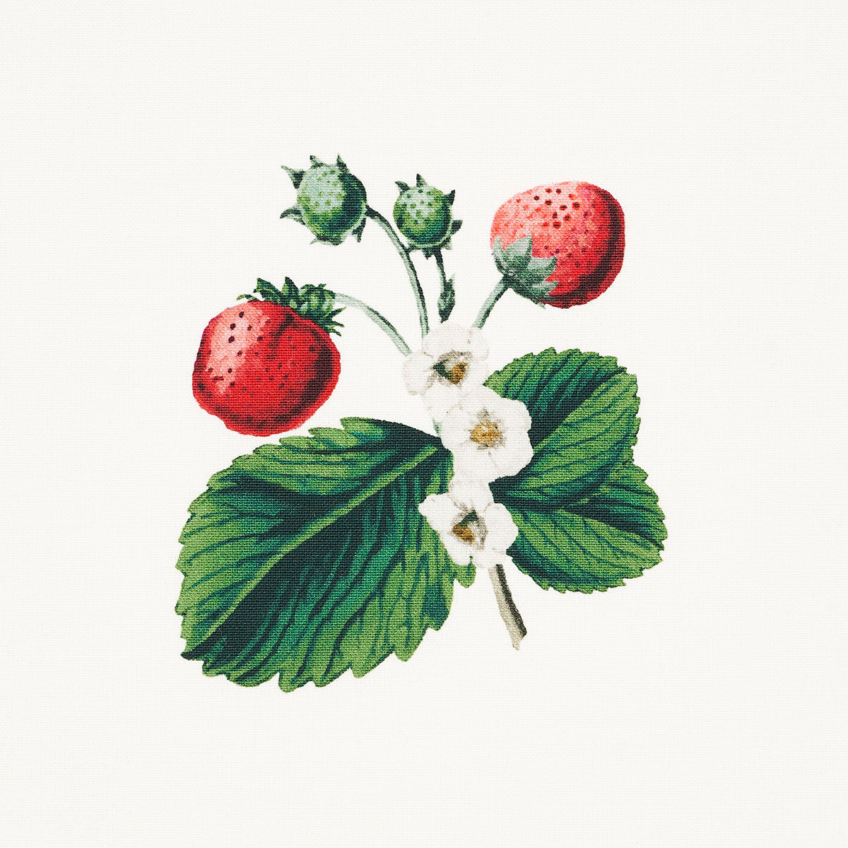 STRAWBERRY-HILL-WHITE-SCHUMACHER-180640 - Schumacher Fabric