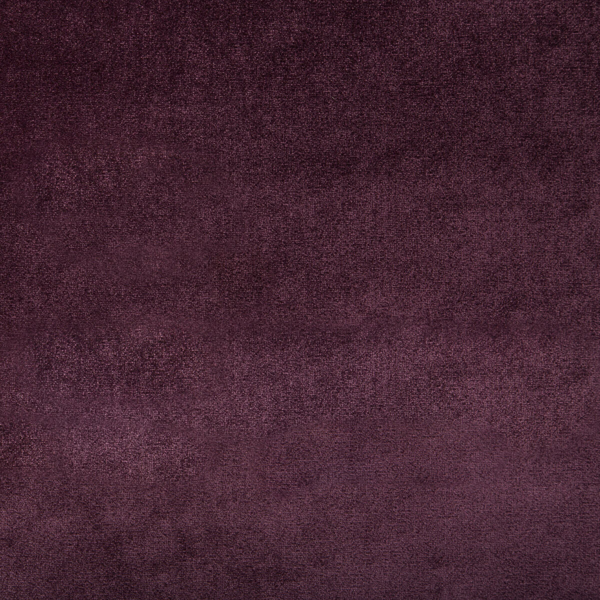 Duchess Velvet - Purple