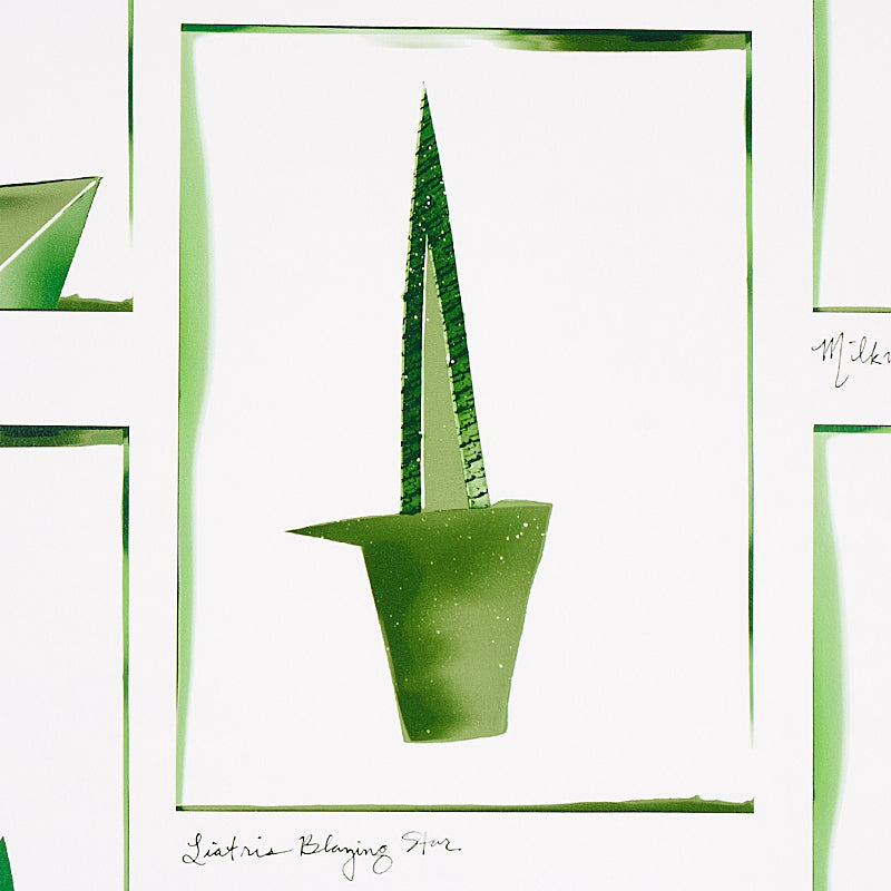 BOTANICALS-GREENHOUSE-SCHUMACHER-5012691