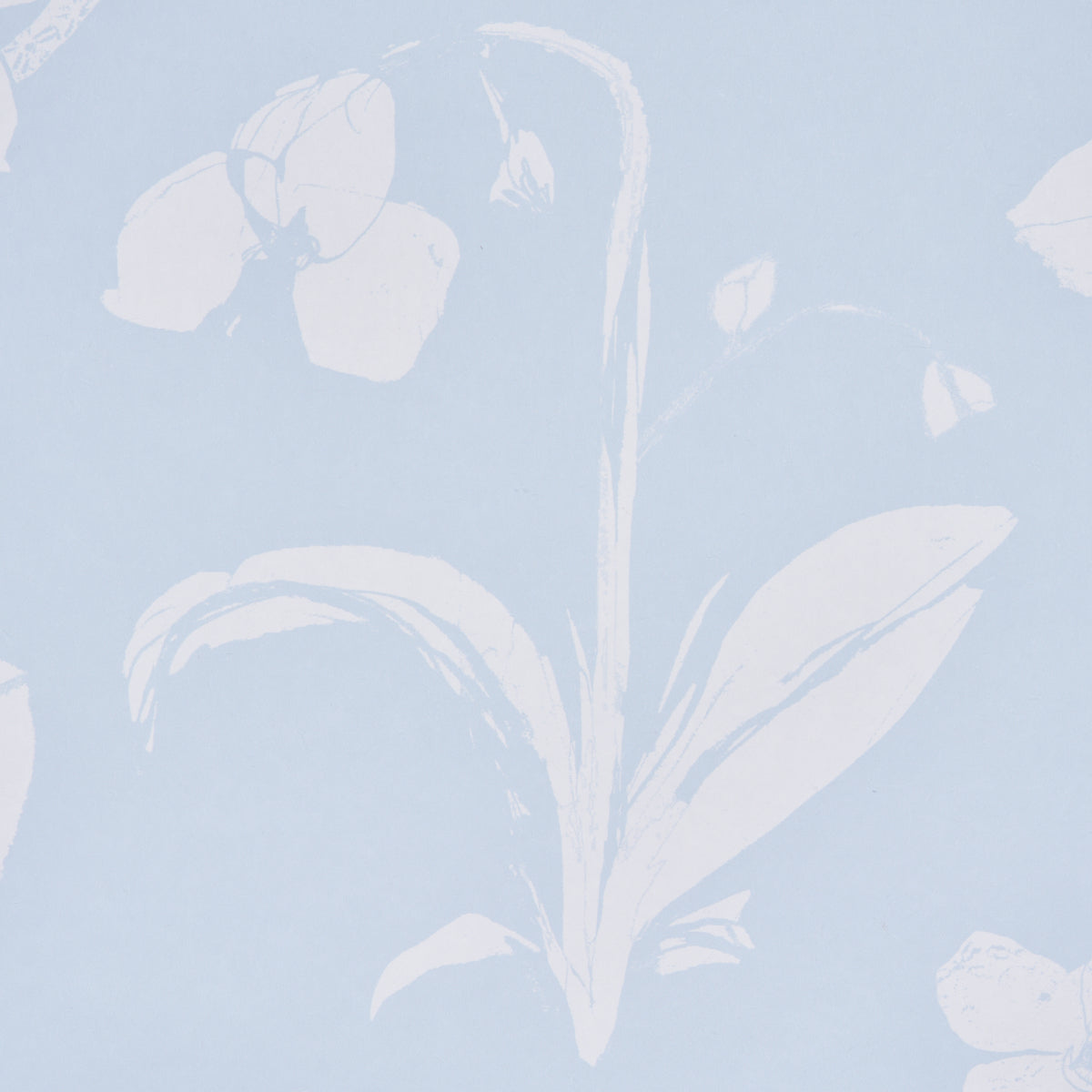 ORCHIDS-HAVE-DREAMS-SKY-SCHUMACHER-5014101