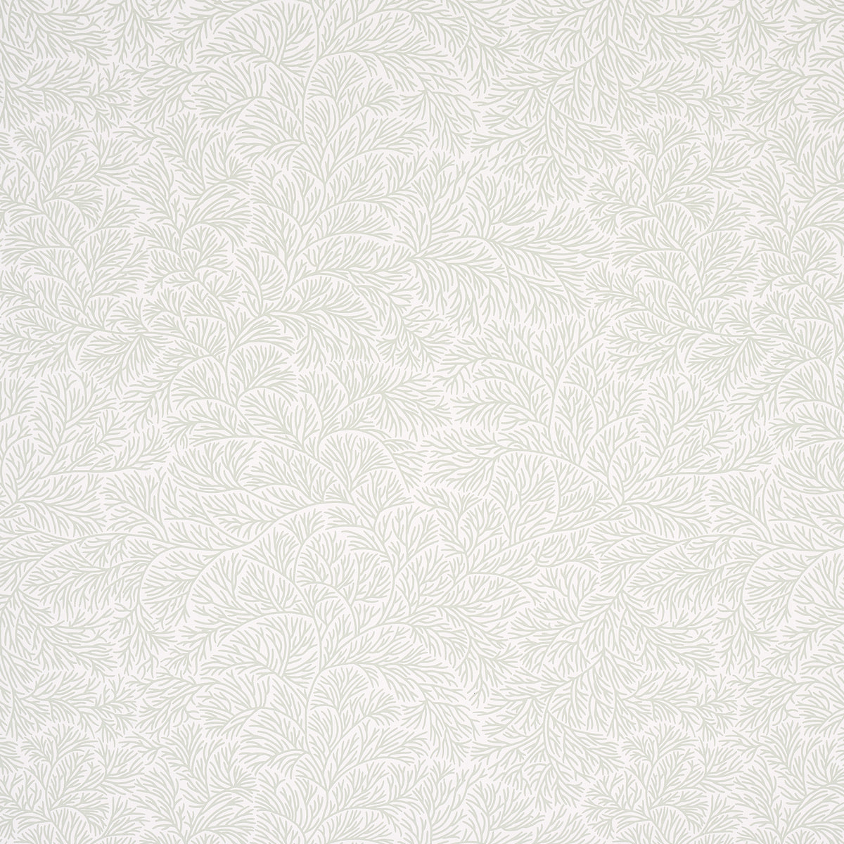 BOUGAINVILLEA-LEAF-GREEN-SCHUMACHER-5014331