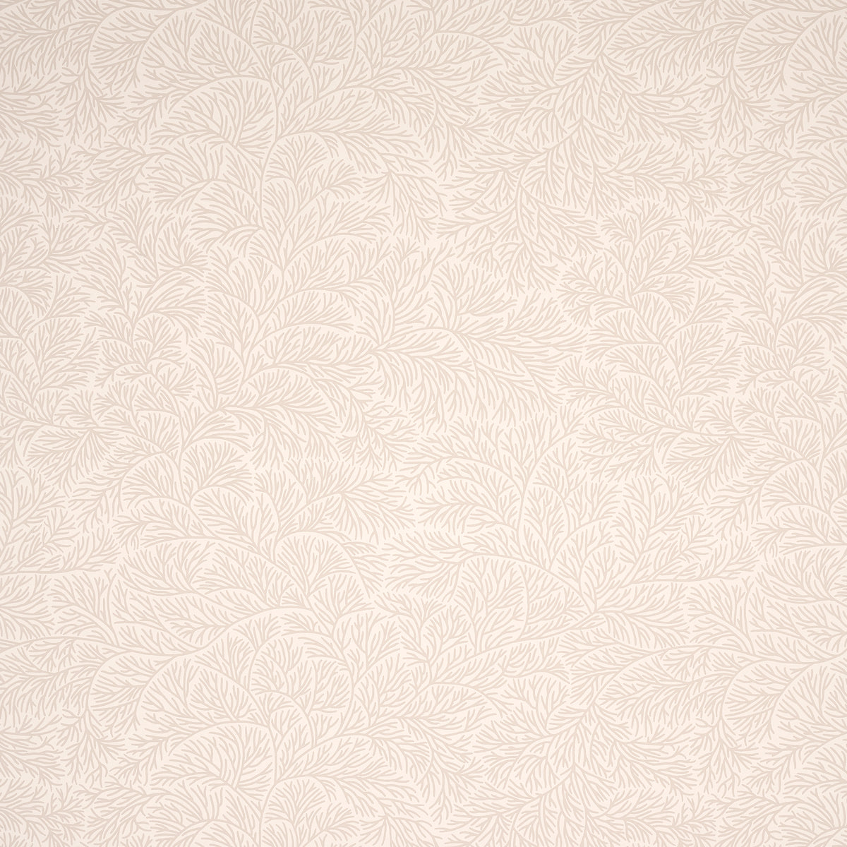 BOUGAINVILLEA-NEUTRAL-SCHUMACHER-5014332