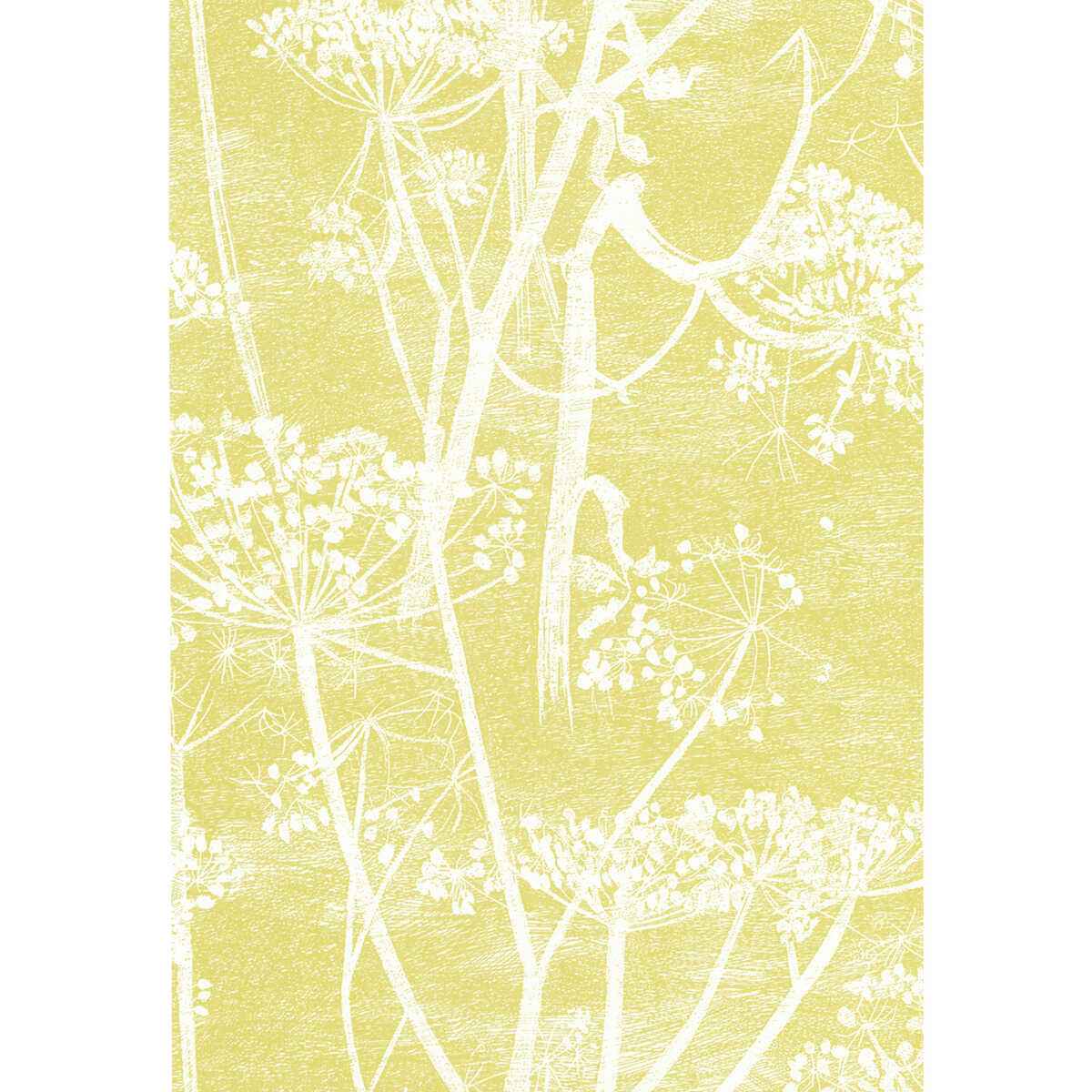 667051Cs0 Cow Parsley White Y Cole Son Wallpaper - COLE & SON Wallpaper