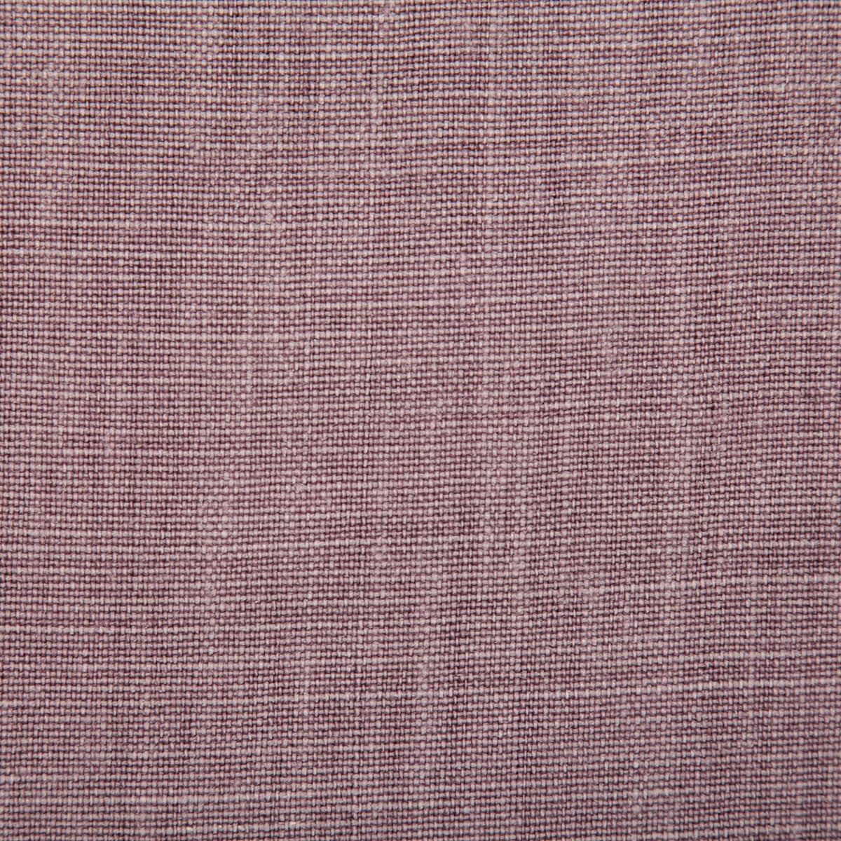 7647-paloma-wisteria-pindler