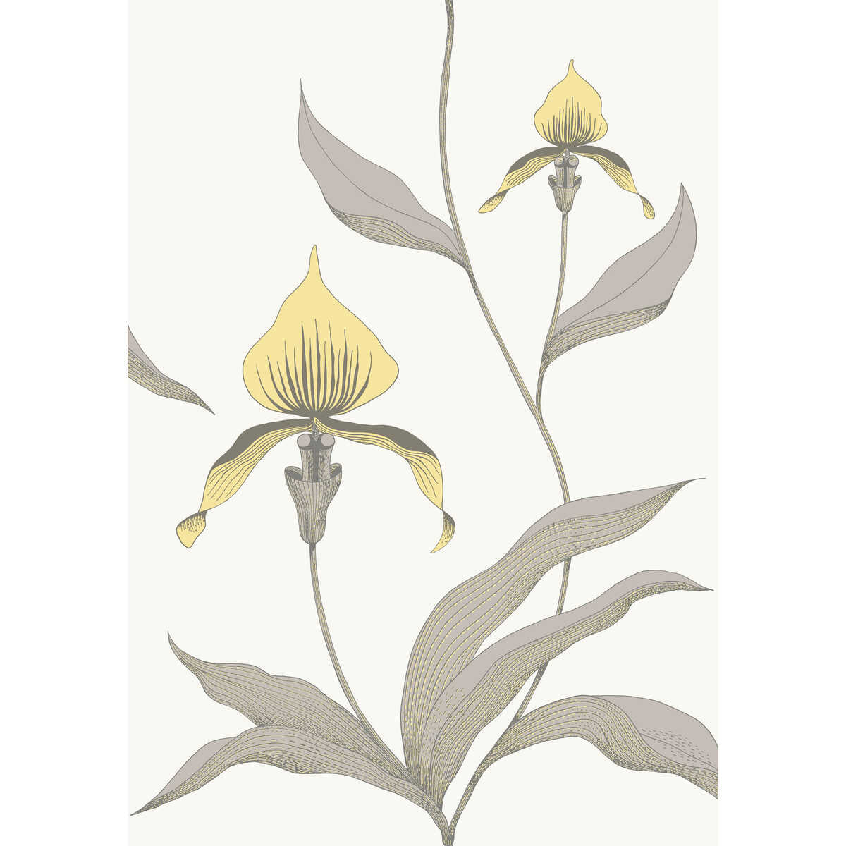 Orchid - Yellow/White - COLE & SON Wallpaper