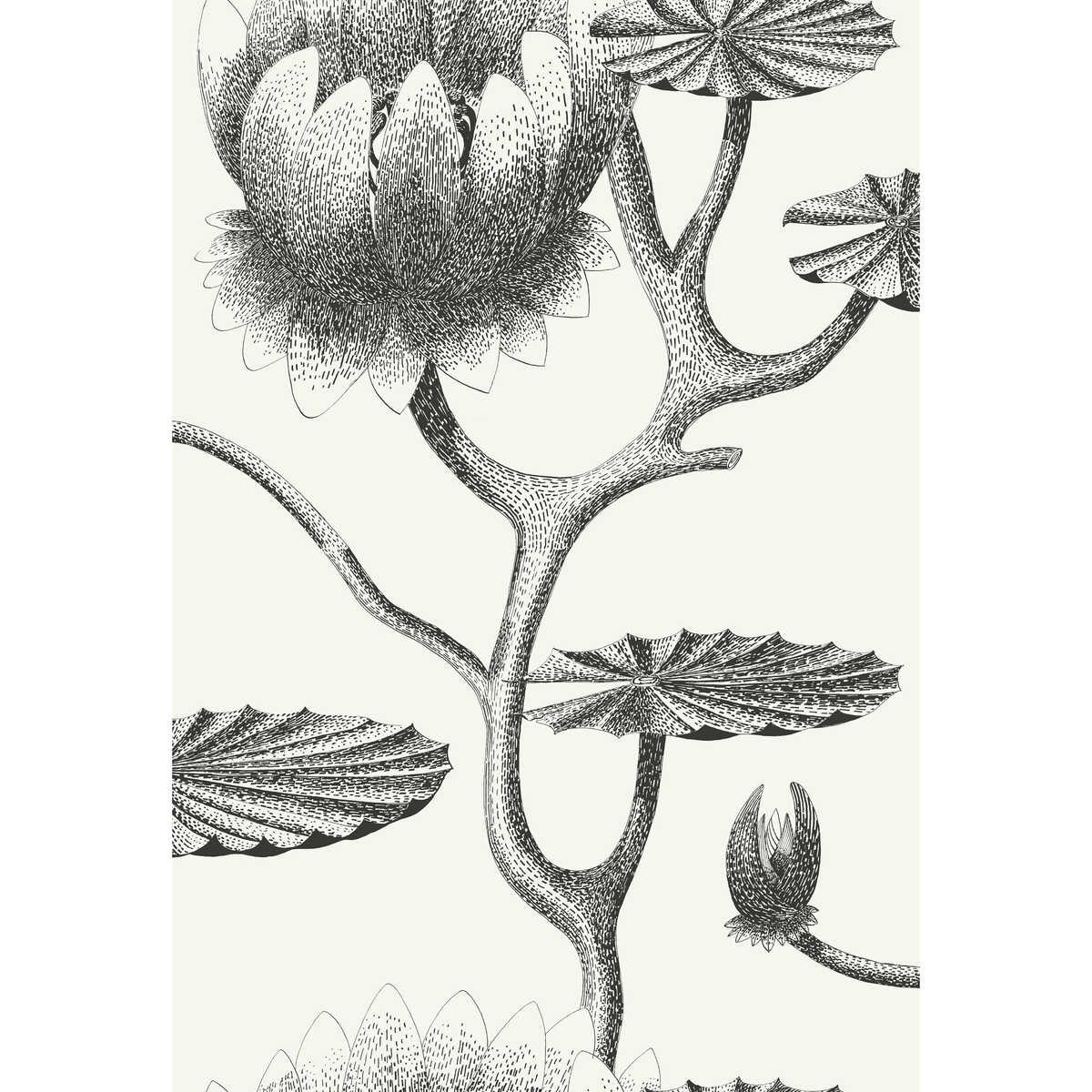 Lily - Black/White - COLE & SON Wallpaper