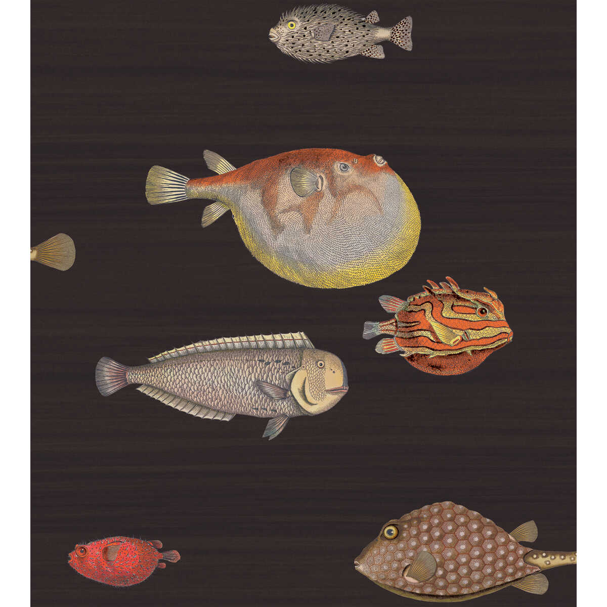 Acquario - Black & Multi