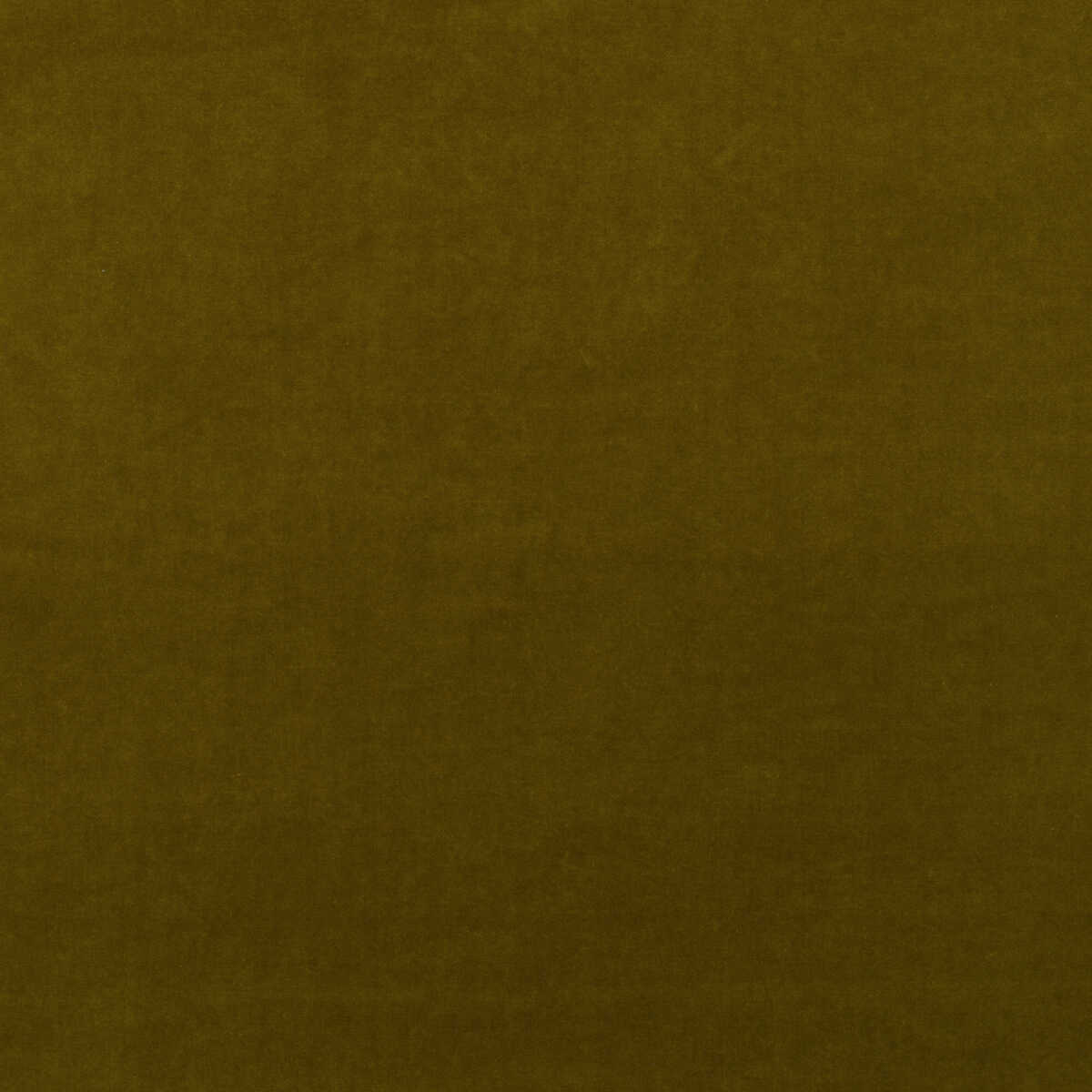 Medici - Olive
