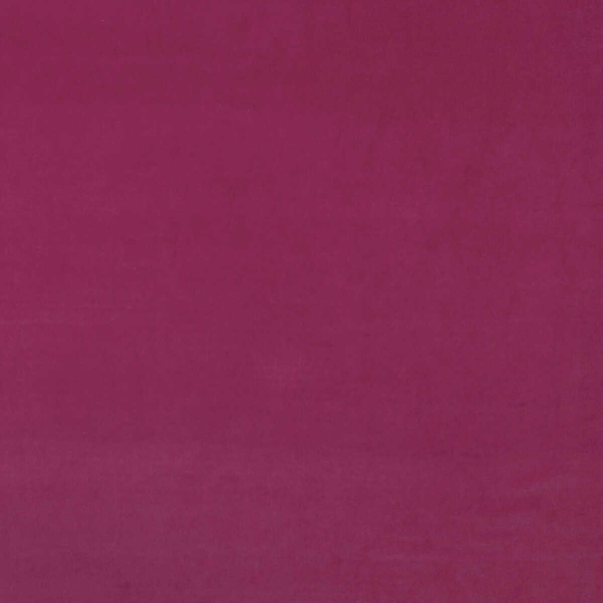 Medici - Geranium