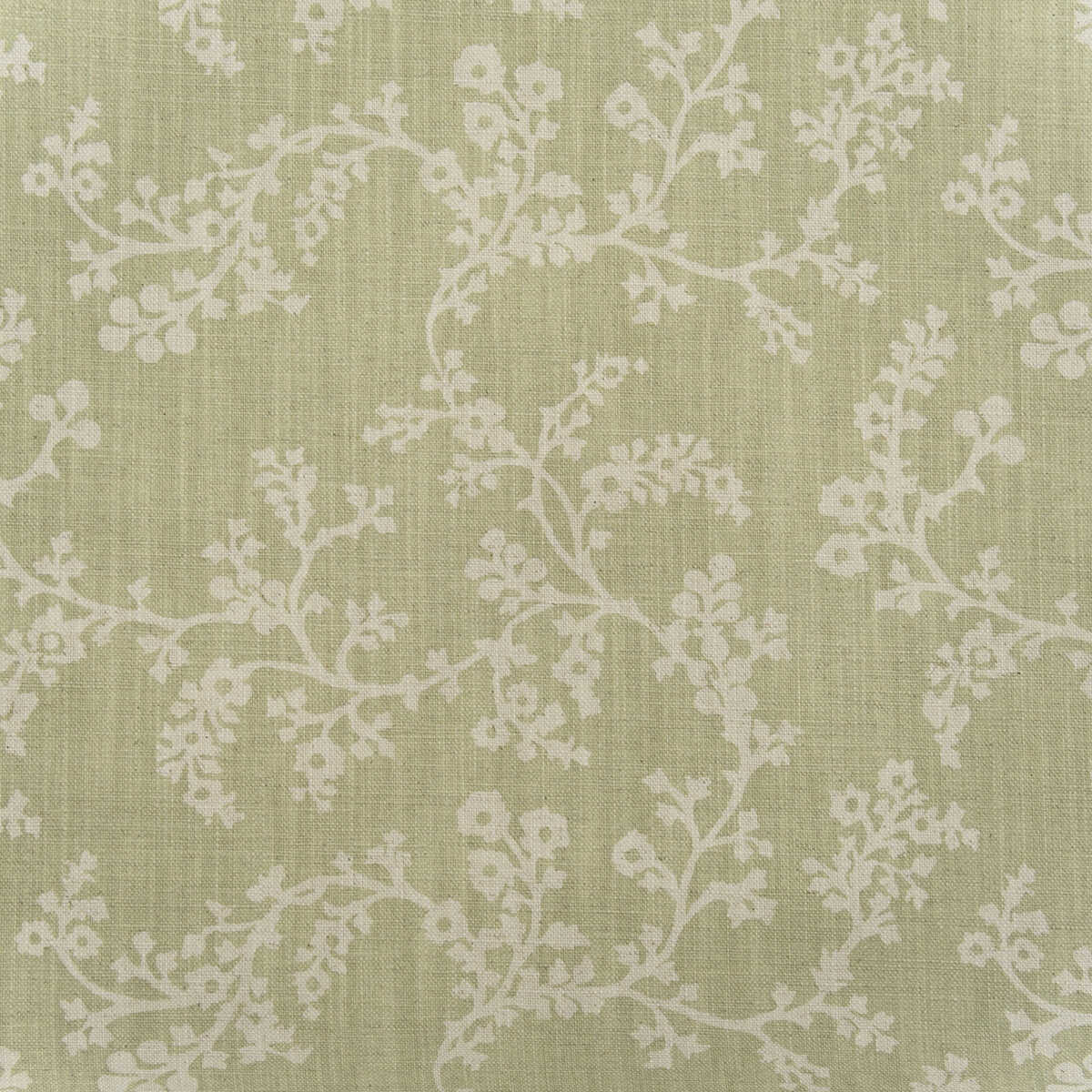 Vine - Fennel
