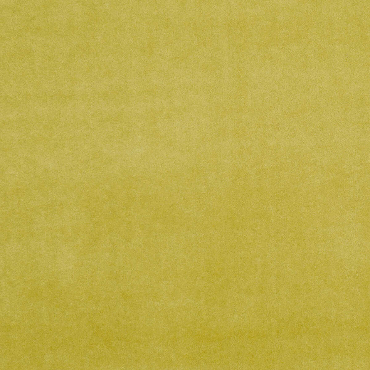 Alvar - Olive