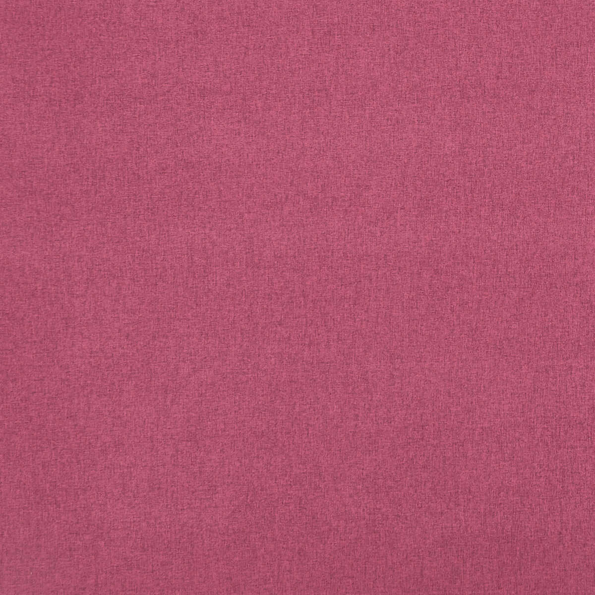 Highlander - Fuchsia