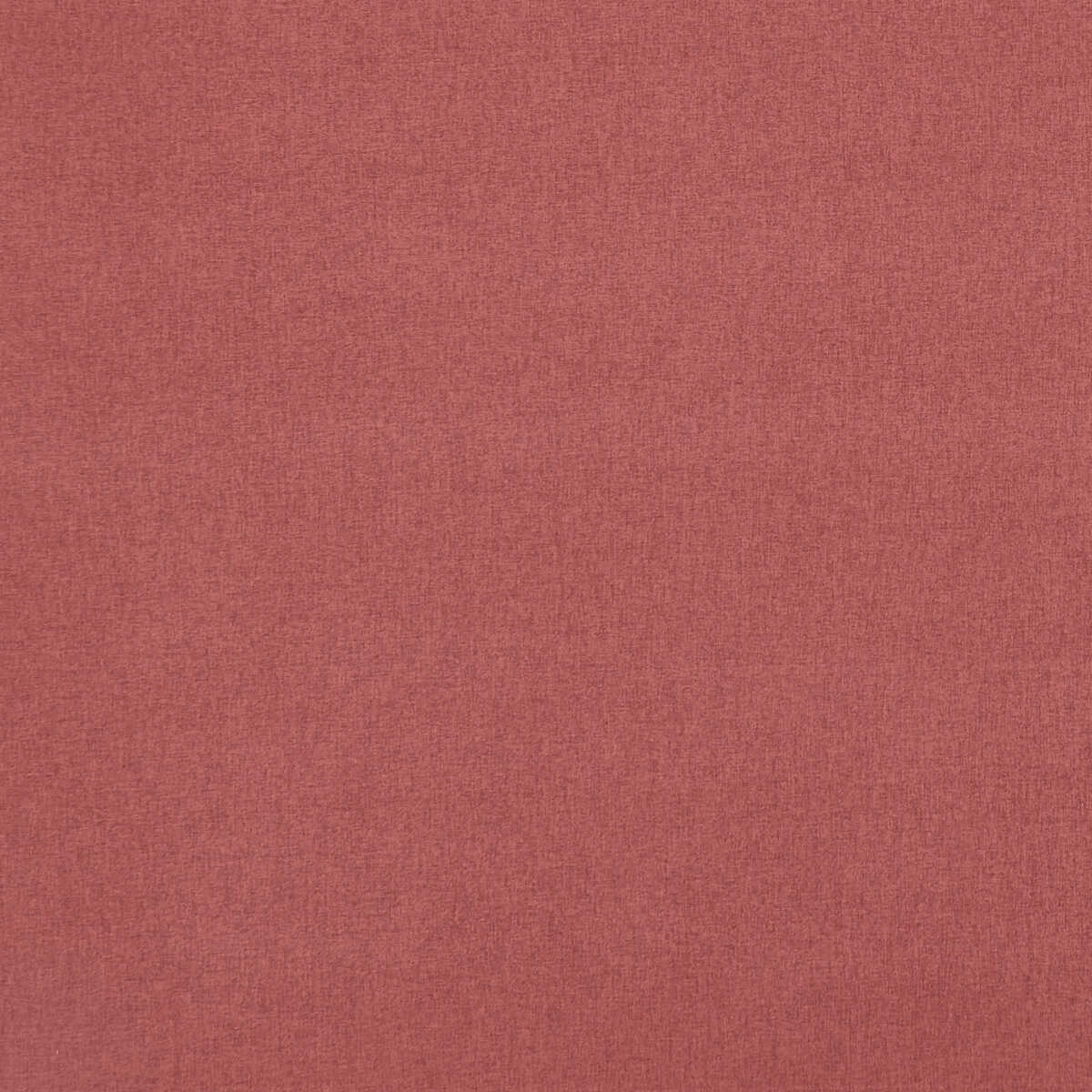 Highlander - Garnet Rose
