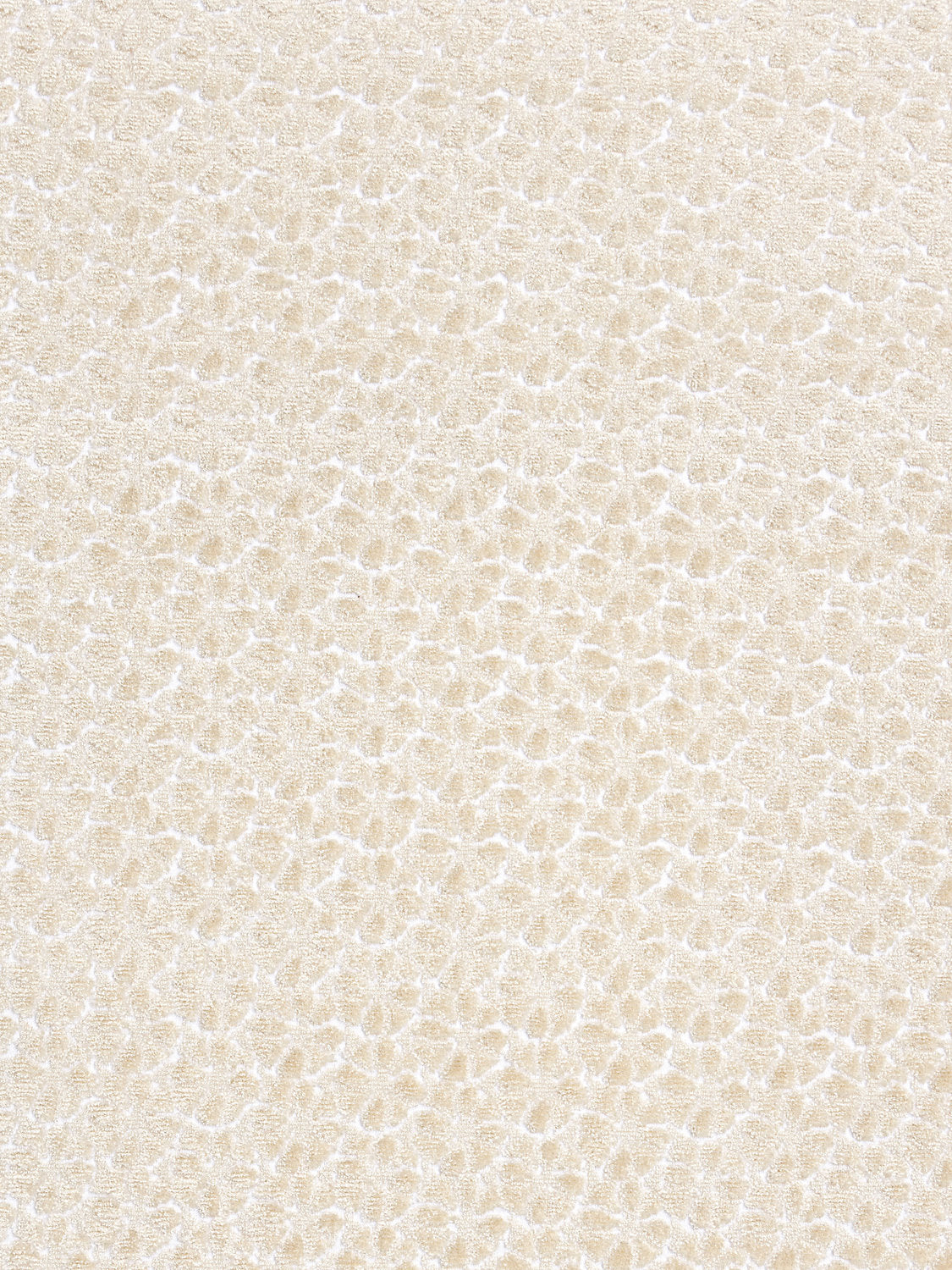 Petal Velvet - Ivory