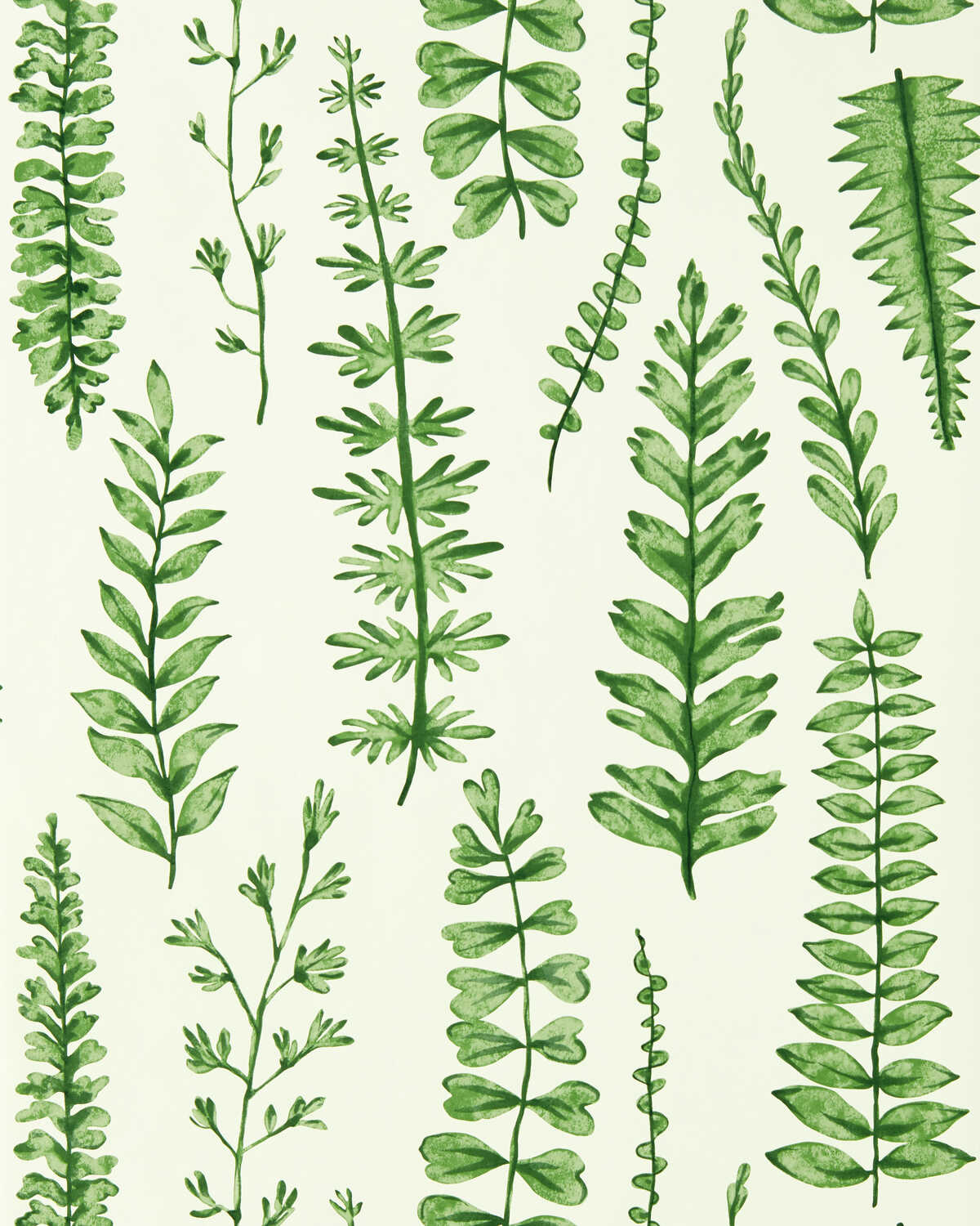 Ferns - Juniper
