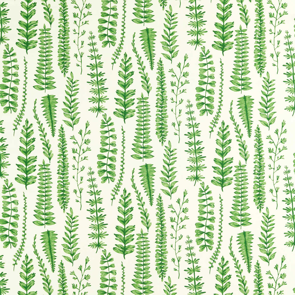 Ferns - Juniper
