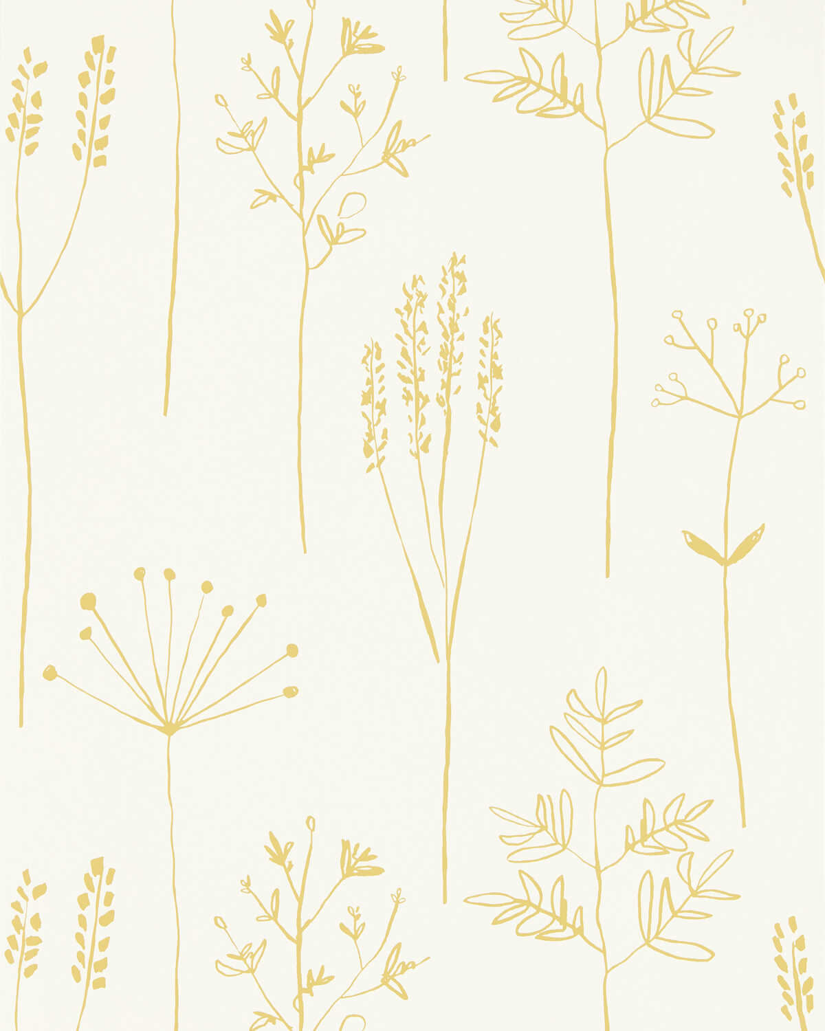 Stipa - Honey