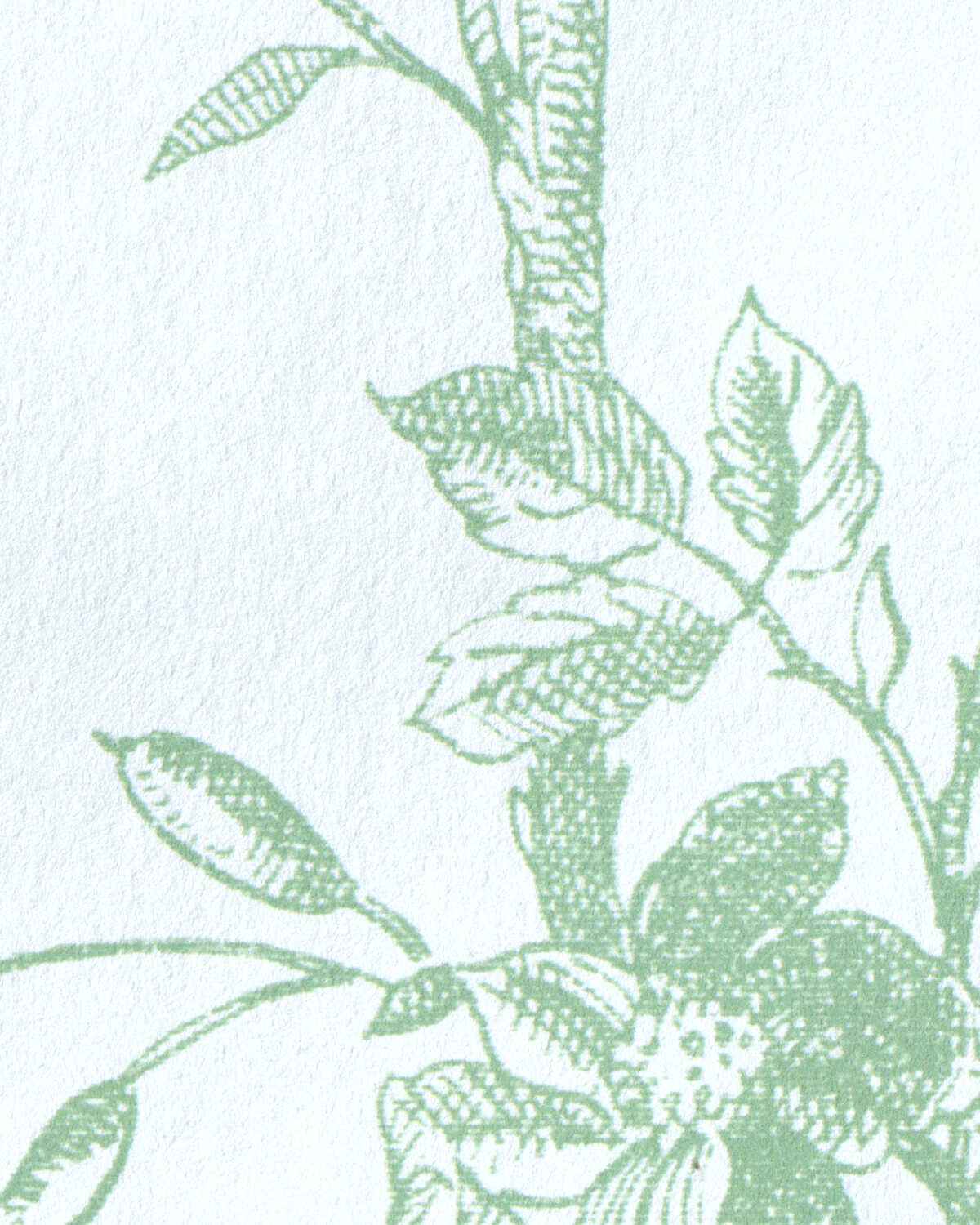 Tea-Rose-Toile-Wp-Leaf-Lee-Jofa-Wallpaper - LEE JOFA Wallpaper