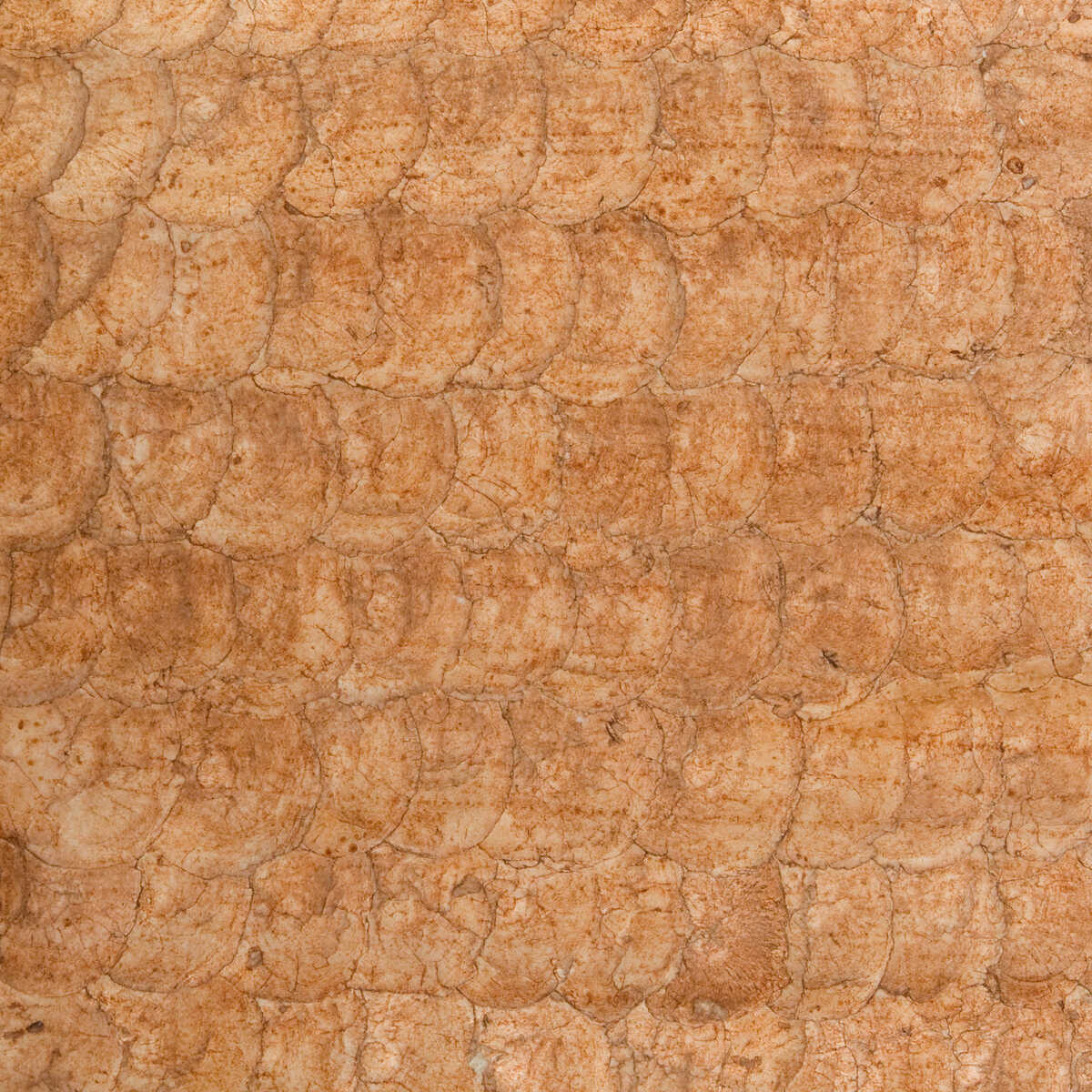 Kravet Couture - W3198-24 - KRAVET COUTURE Wallpaper