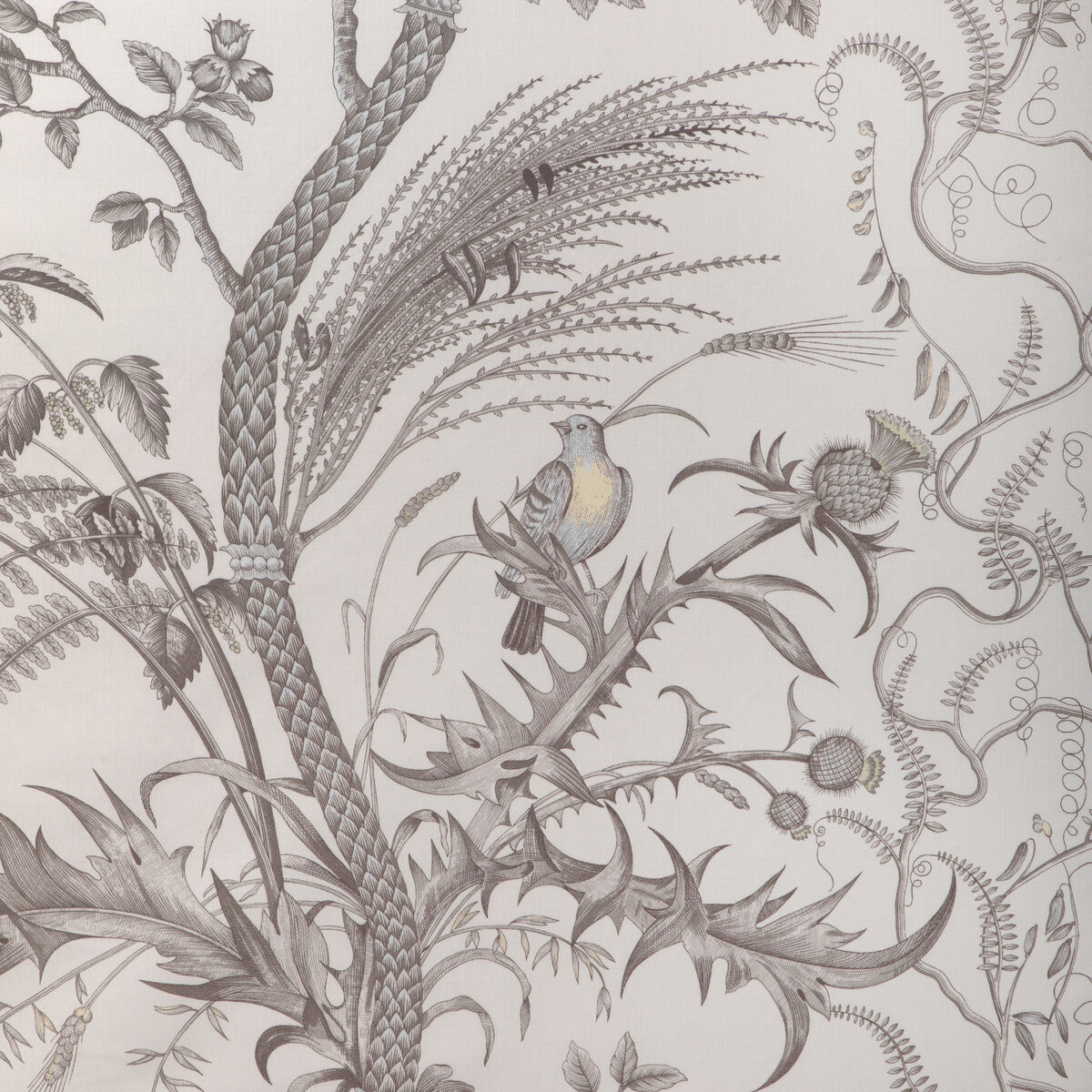 br-79431110-bird-and-thistle-cotton-print-gray-brunschwig-fils - BRUNSCHWIG & FILS Fabric