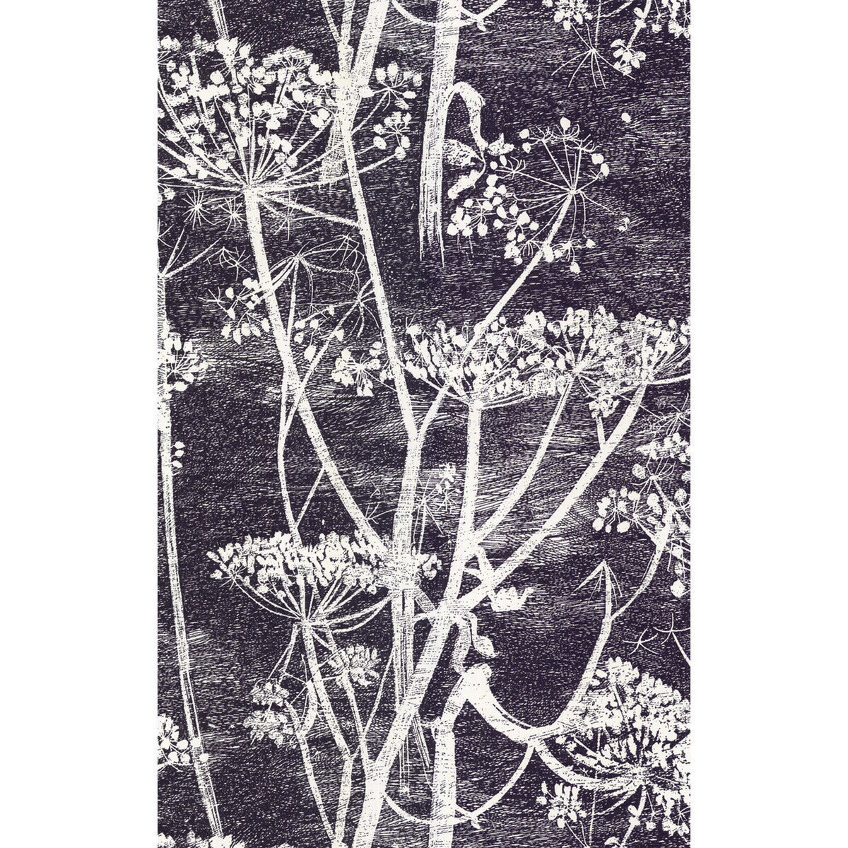 667046cs0-cow-parsley-whiteblk-cole-son - COLE & SON Wallpaper