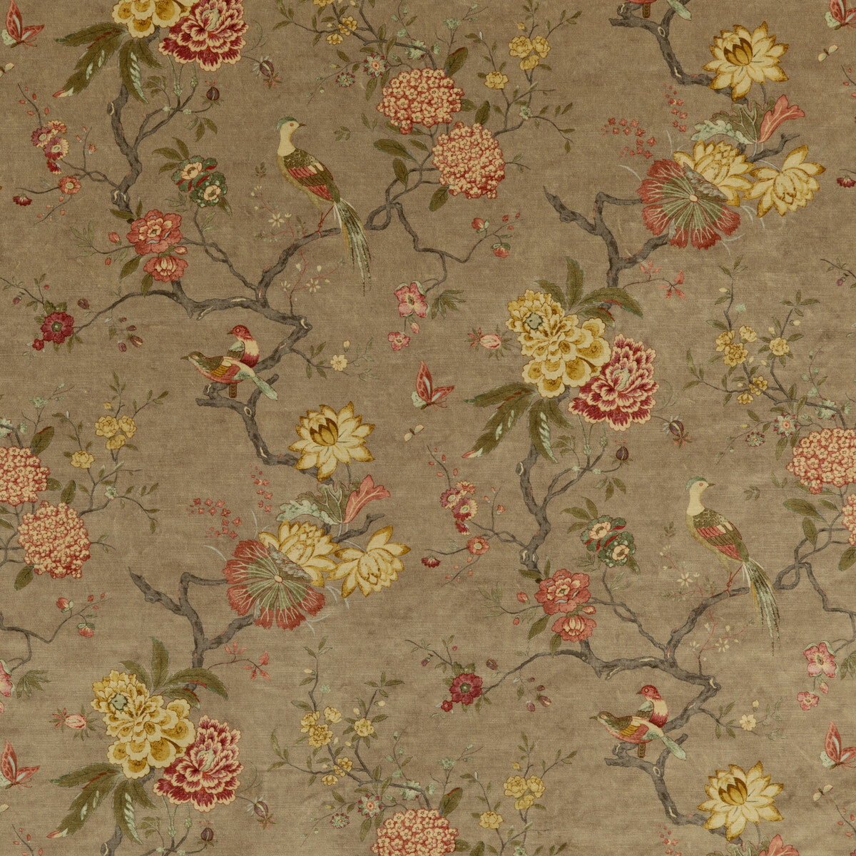 bp1081810-oriental-bird-velvet-mole-g-p-j-baker
