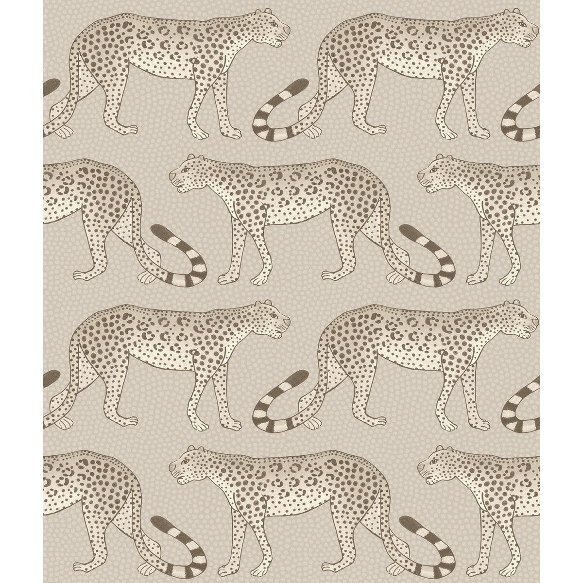 1092012cs0-leopard-walk-stone-cole-son