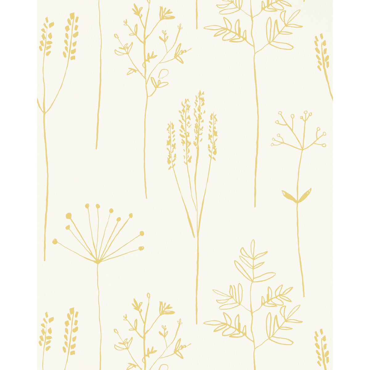 nzaw112021scn0-stipa-honey-scion