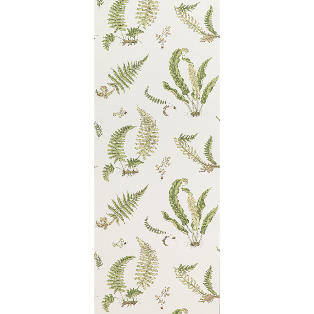 bw45044100-ferns-leaf-g-p-j-baker