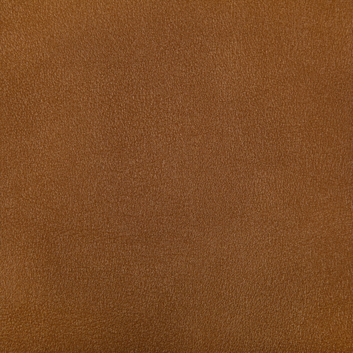 agatha120-agatha-squash-kravet-contract