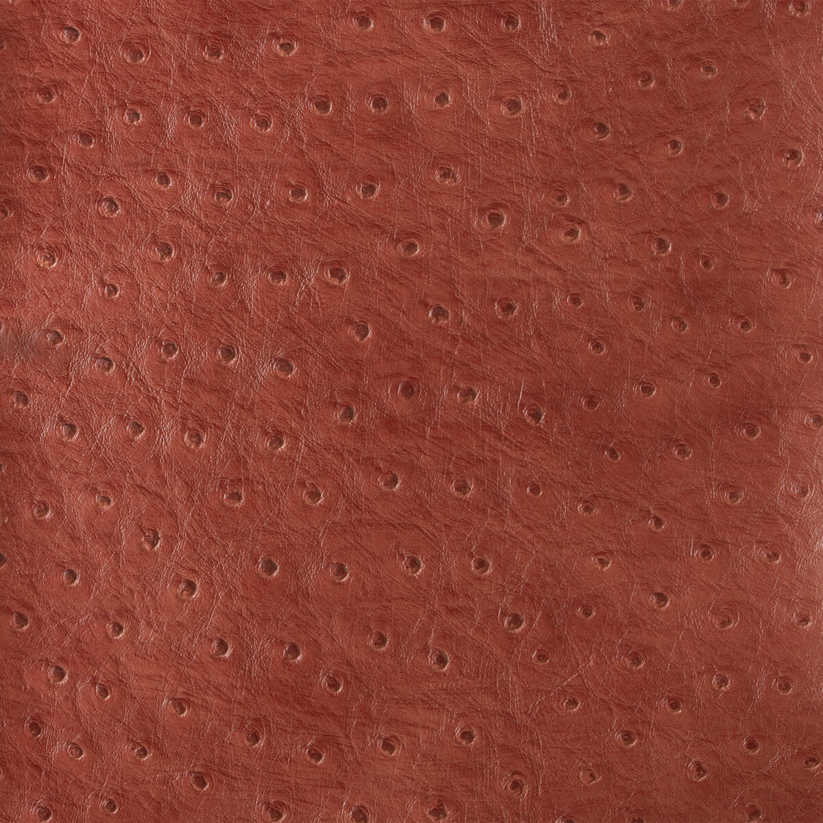 senna190-kravet-design-senna-19-kravet-design