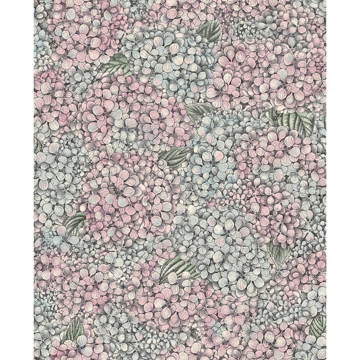 1239045cs0-ortensia-pink-blue-cole-son