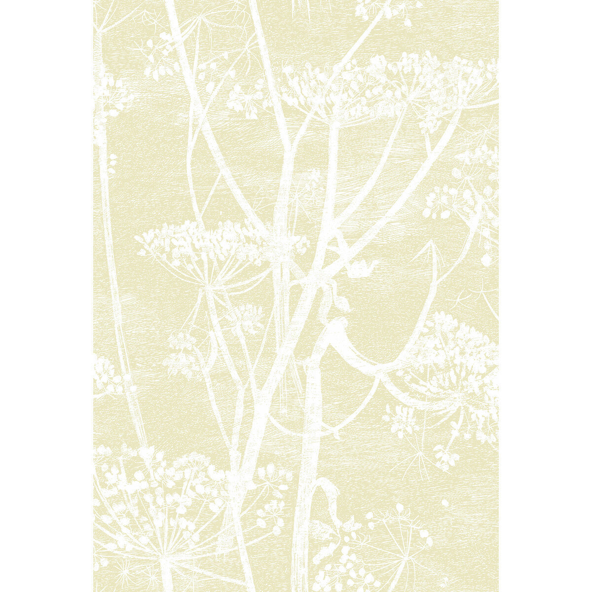 959053cs0-cow-parsley-strawwhite-cole-son - COLE & SON Wallpaper