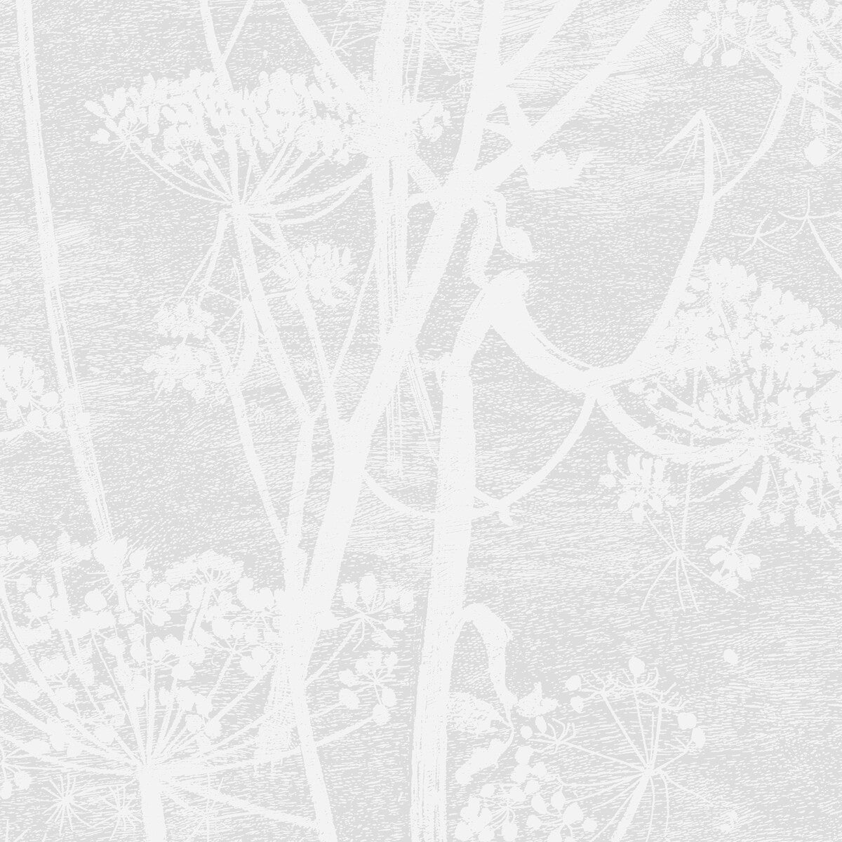 1128027cs0-cow-parsley-white-cole-son